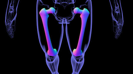 Human skeleton anatomy Femur Bone 3D Rendering For Medical Conceptの写真素材