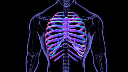 Human skeleton anatomy Rib Cage 3D Rendering For Medical Concept