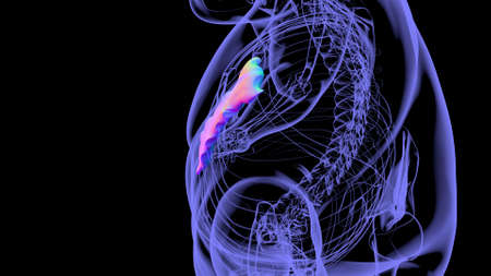 Human Skeleton Sternum Bone Anatomy For Medical Concept 3D Illustrationの写真素材