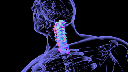 Human Skeleton Vertebral Column Cervical Vertebrae Anatomy 3D Illustration