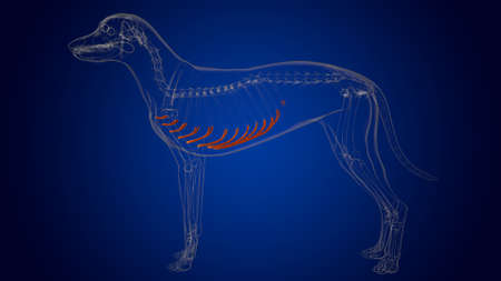 Costal Cartilage Bones Dog skeleton Anatomy For Medical Concept 3D Illustrationの写真素材