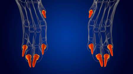Distal Phalanx Bones Dog skeleton Anatomy For Medical Concept 3D Illustrationの写真素材