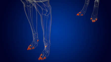 Distal Phalanx Bones Dog skeleton Anatomy For Medical Concept 3D Illustrationの写真素材