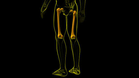 Human skeleton anatomy Femur Bone 3D Rendering For Medical Conceptの写真素材