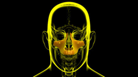 Human Skeleton Skull Maxillal Bone Anatomy For Medical Concept 3D Illustrationの写真素材