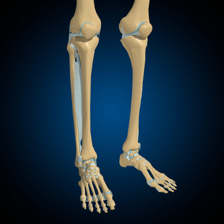 Human bones joints and ligaments Anatomy For Medical Concept 3D Illustration