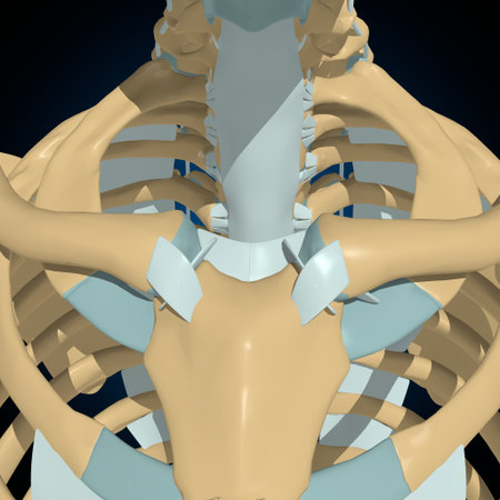 Human bones joints and ligaments Anatomy For Medical Concept 3D Illustration
