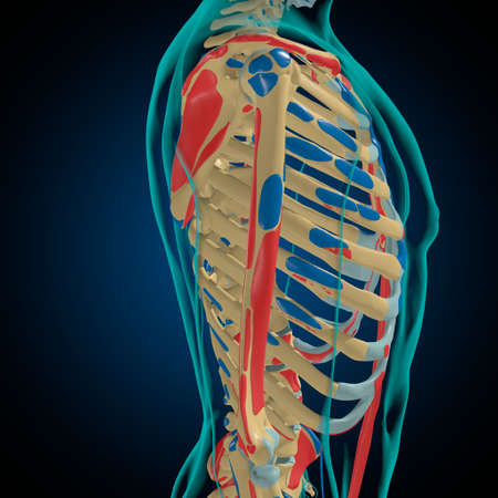 Skeleton with Muscle Origins and Insertions Anatomy For Medical Concept 3D Illustrationの写真素材