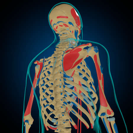 Skeleton with Muscle Origins and Insertions Anatomy For Medical Concept 3D Illustrationの写真素材