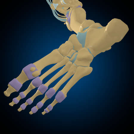 Articular capsule Anatomy For Medical Concept 3D Illustrationの写真素材