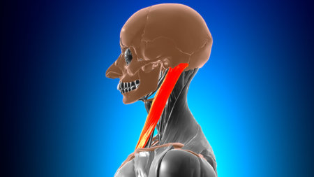 Sternocleidomastoid Muscle Anatomy For Medical Concept 3D Illustration