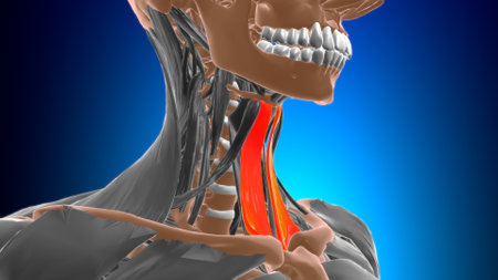 Sternohyoid Muscle Anatomy For Medical Concept 3D Illustrationの写真素材