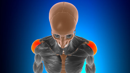 Acromial part of deltoid Muscle Anatomy For Medical Concept 3D Illustrationの写真素材