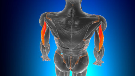 Lateral head triceps brachii Muscle Anatomy For Medical Concept 3D Illustration
