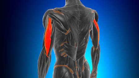 Lateral head triceps brachii Muscle Anatomy For Medical Concept 3D Illustration