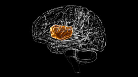 Brain insula Anatomy For Medical Concept 3D Illustrationの写真素材