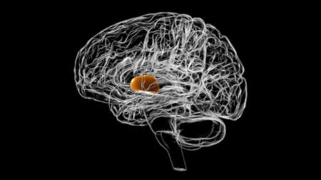 Brain globus pallidus Anatomy For Medical Concept 3D Illustrationの写真素材