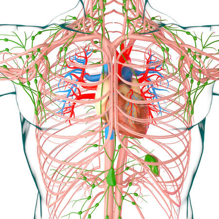 Human Heart With Circulatory System Anatomy For Medical Concept 3D Illustrationの写真素材