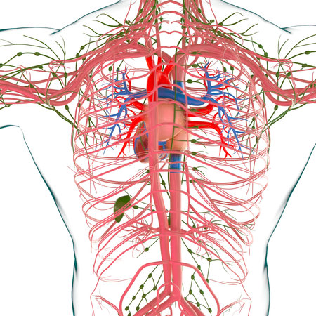 Human Heart With Circulatory System Anatomy For Medical Concept 3D Illustration