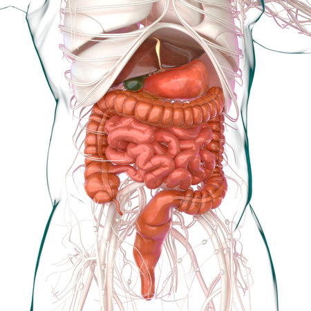 Human Digestive System Anatomy For Medical Concept 3D Illustration