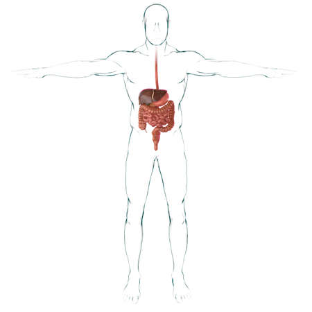 Human Digestive System Anatomy For Medical Concept 3D Illustrationの写真素材