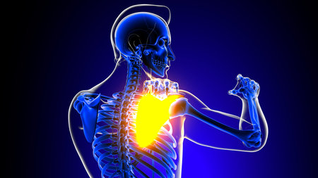 Shoulder joint pain Anatomy For Medical Concept 3D Illustration