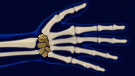 Hand Wrist Carpals Bones Anatomy For Medical Concept 3D Illustration