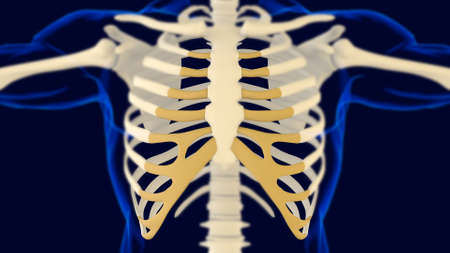Costal Cartilage Human skeleton anatomy 3D Rendering For Medical Conceptの写真素材