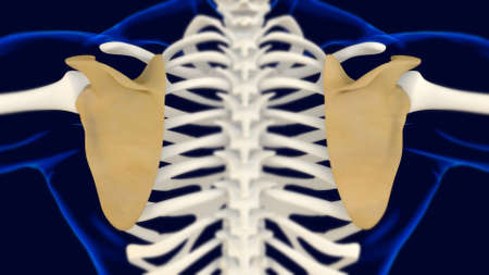 Scapula Bone anatomy Human skeleton 3D Rendering For Medical Conceptの写真素材