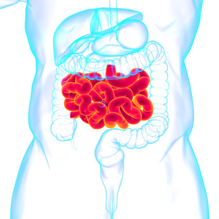 Small Intestine 3D Illustration Human Digestive System Anatomy For Medical Concept