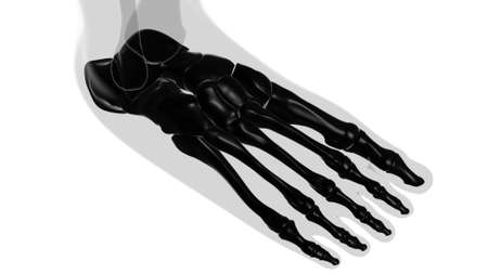 Human Skeleton Foot bones Anatomy For Medical Concept 3D Illustrationの写真素材