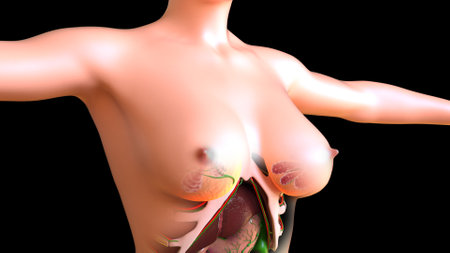Female Lymph Nodes and mammary glands Anatomy For Medical Concept 3D Illustrationの写真素材