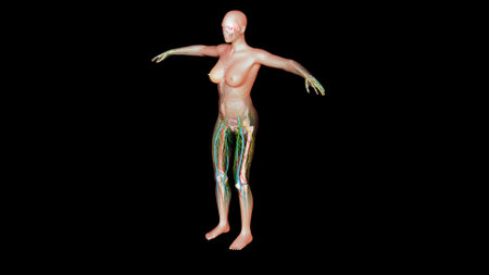Female Lymph Nodes Anatomy For Medical Concept 3D Illustrationの写真素材