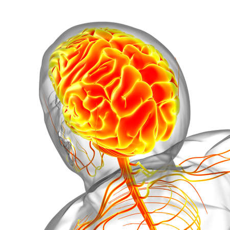 Human Brain Anatomy For Medical Concept 3D Illustrationの写真素材
