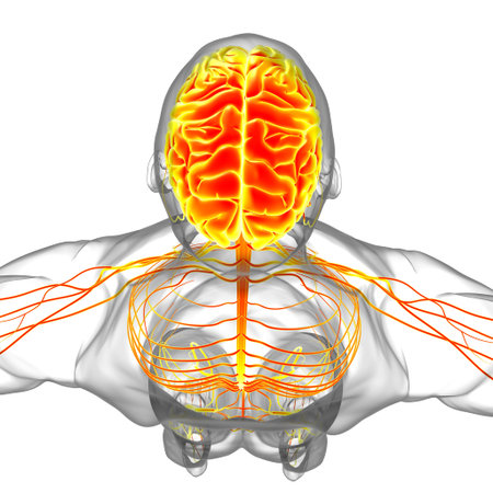 Human Brain Anatomy For Medical Concept 3D Illustration