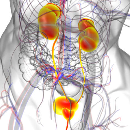 Human Urinary System Kidneys with Bladder Anatomy For Medical Concept 3D Illustrationの写真素材