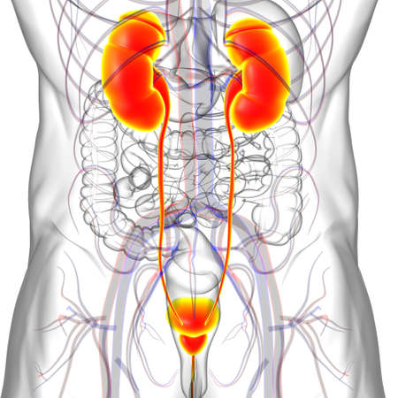 Human Urinary System Kidneys with Bladder Anatomy For Medical Concept 3D Illustrationの写真素材