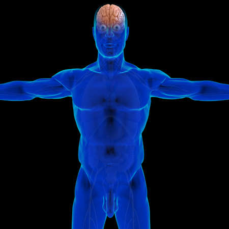 Human Brain Anatomy For Medical Concept 3D Illustrationの写真素材