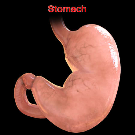 Stomach Anatomy Human Digestive System For Medical Concept 3D Illustrationの写真素材