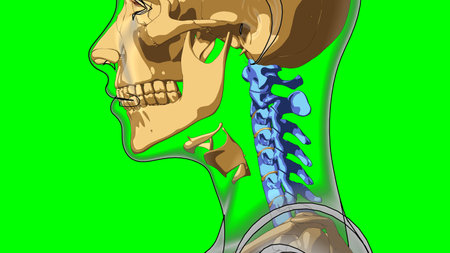 Human skeleton cervical curve vertebrae anatomy for medical concept 3D illustration with green matteの写真素材
