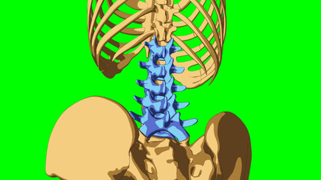 Human skeleton anatomy lumbar bones for medical concept 3D illustration with green matteの写真素材