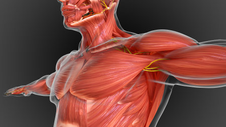 muscular system is an organ system responsible for providing strength 3D illustrationの写真素材