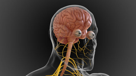 The central nervous system is made up of the brain and spinal cord 3D illustration