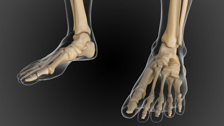 The bony skeleton is divided into 2 parts axial skeleton and appendicular skeleton 3D illustration
