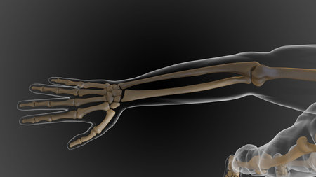 The bony skeleton is divided into 2 parts axial skeleton and appendicular skeleton 3D illustration