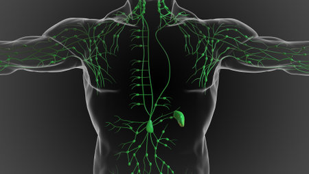 Lymphatic system is a network of delicate tubes throughout the body, It drains fluid 3D illustrationの写真素材