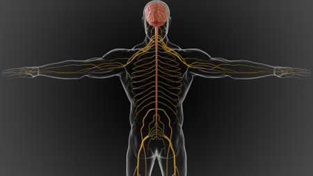 The central nervous system is made up of the brain and spinal cord 3D illustrationの写真素材