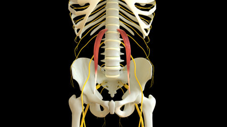 Psoas Minor Muscle anatomy for medical concept 3D illustrationの写真素材