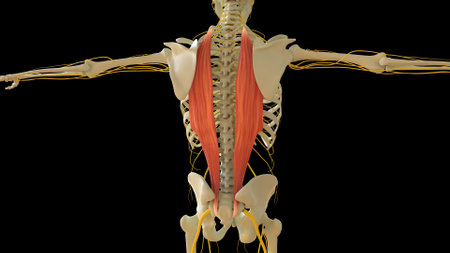 Ilcostal Muscle anatomy for medical concept 3D illustrationの写真素材