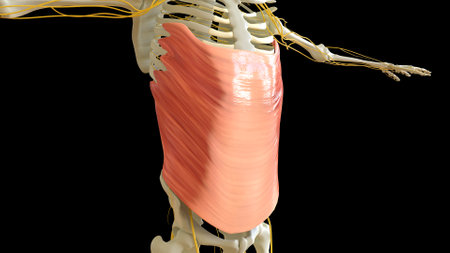 Abdominal External Oblique Muscle anatomy for medical concept 3D illustrationの写真素材